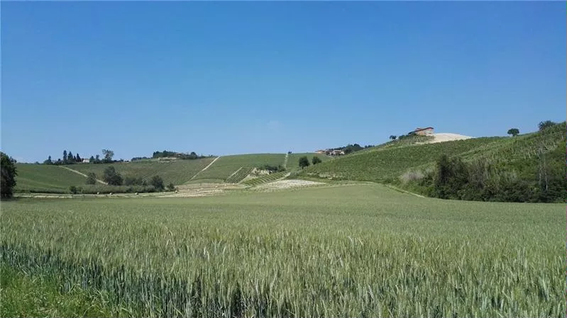 Verdi colline del Monferrato